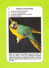 Card No. F2 - Exotic Birds - Yellow Throated Macaw