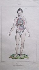 19th century color engraving. physiology. Male anatomy visceral arrangement