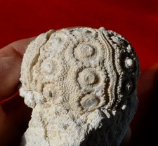 OURSIN FOSSILE JURASSIQUE DU