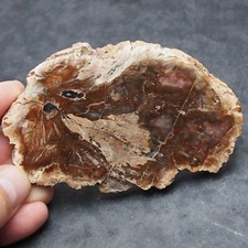 Fossil Petrified Wood Slab Araucaria Triassic Polished Fossil Madagascar 