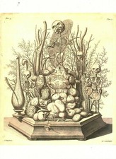 Cabinet of Curiosity Board Poster A3 Human Skeleton Accumulation 