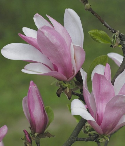 Magnolia george henry kern - george,