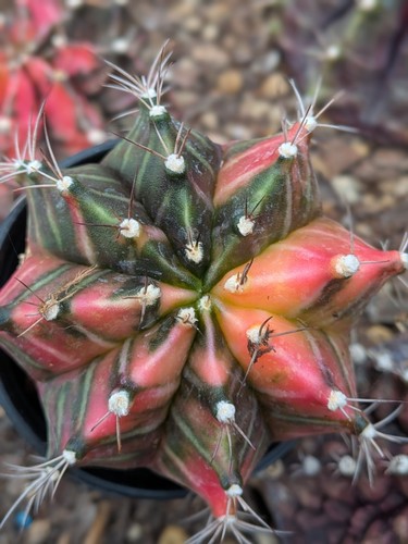 Gymnocalycium variegata big - gymnocalycium,