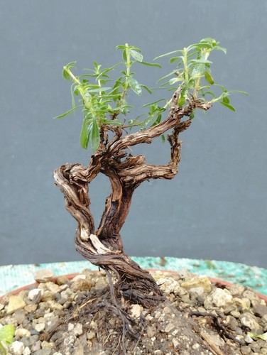 Bonsaï thym mediterraneo x - thym,