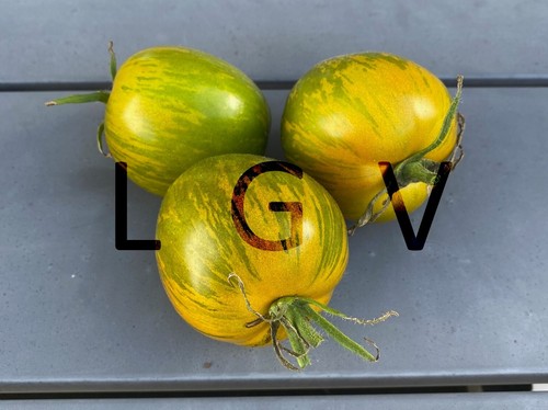 Graines tomates vertes - graines,