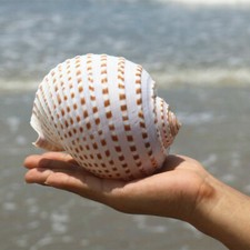 Conque Coque Aquarium Poisson Réservoir Ornement Paysage Mer Snail Décor Naturel