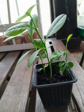 Pousses De Citronniers