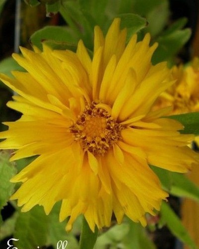 Coreopsis doubles pétales - ♫,