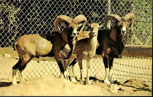 Vintage postcard benson - vintage, wild