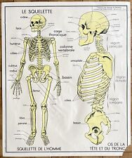 ? Old school poster, Nightingale - 9.10 Human body: skeleton, kidneys