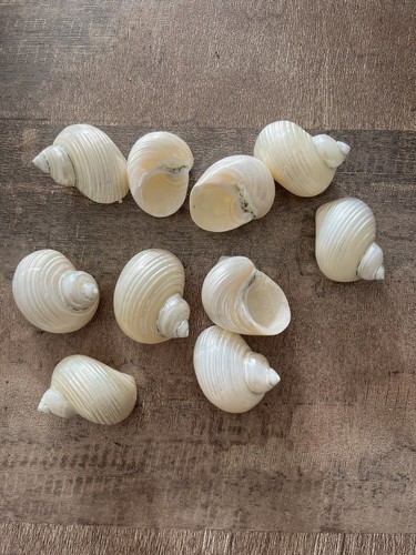 Lot coquillages nacrés - de,