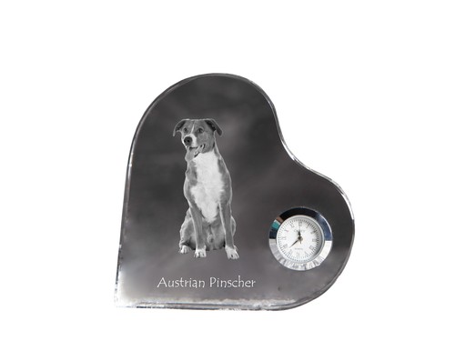 Pinscher autrichien - pinscher,