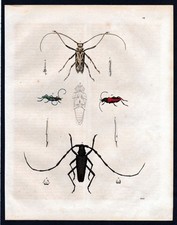 1843 - Sauterelles Sauterelles