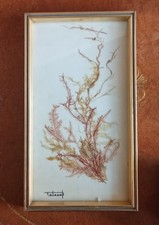 Ancien Cadre Avec Algue Flore