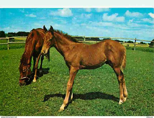 Carte postale animaux - -,