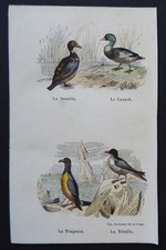 BUFFON early 19th century - color engraving BIRDS (duck, penguin, teal..)