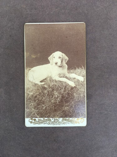 Photo cdv chien de chasse - /, /
