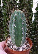 TRICHANA PACHANIORUM cactus copiapoa kakteen ortegocactus cacti