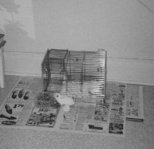 1967 Pet Mouse Cage Newspaper Indoor Setup Corner Table Bunny Toy Rabbit