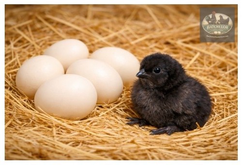 Ayam cemani hatching - ayam, eggs