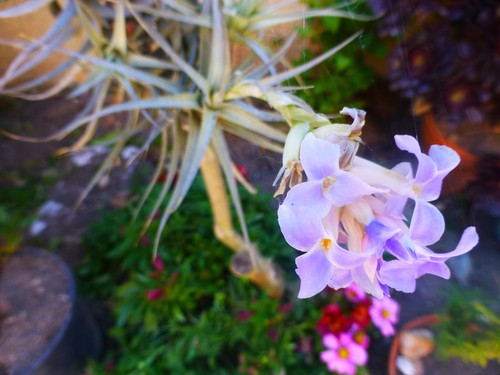 3belles tiges plantes