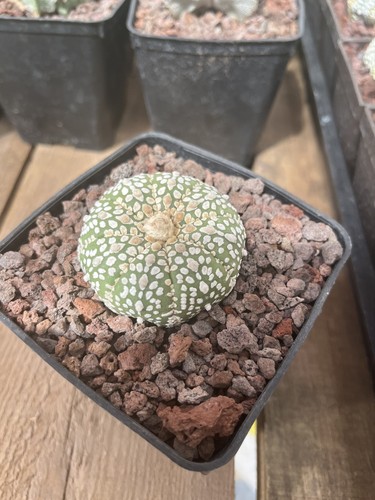 Cactus astrophytum asterias - astrophytum,