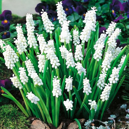 Bulbes muscari - bulbes, de