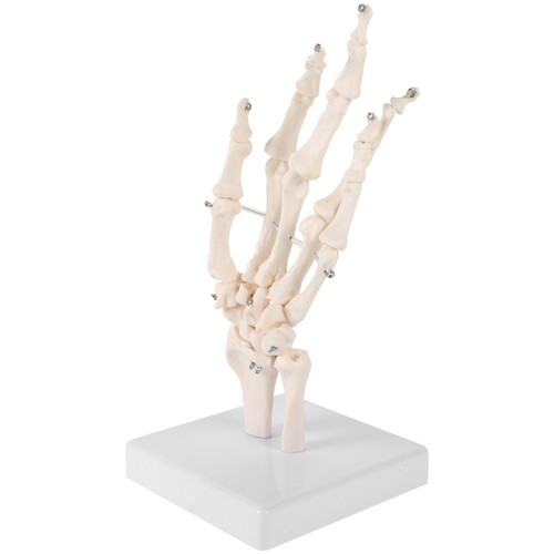 Modèle articulation main - modèle, d'articulation