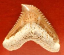 PRIABONIAN FOSSIL SHARK TOOTH, GALEOCERDO