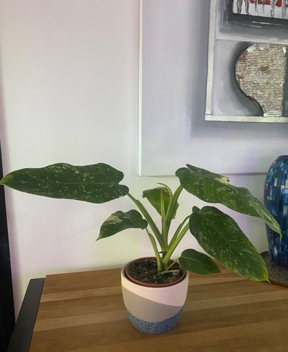 Rare philodendron jose buono - rare,