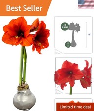 Holiday Ready Waxed Amaryllis