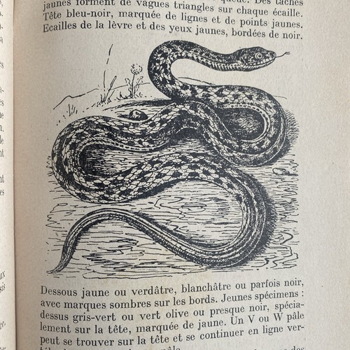 Leutscher alfred vivarium - leutscher,