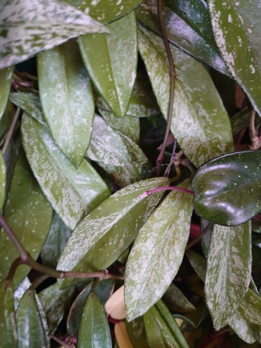 Hoya publicalix splash - hoya,