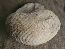 2 Pierres Fossiles Ammonite