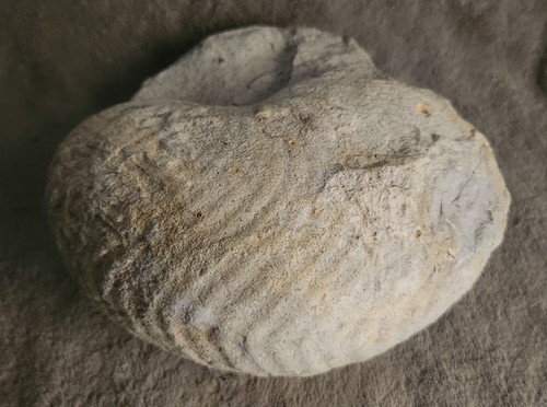 Pierres fossiles ammonite - 2,