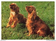 ATAP9-0668-DOG - Irish Cocker