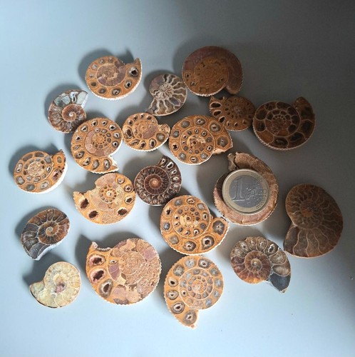 Lot ammonites sciée fossiles - lot,