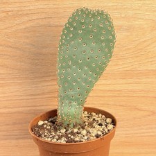 Opuntia basilaris, pot 10 cm
