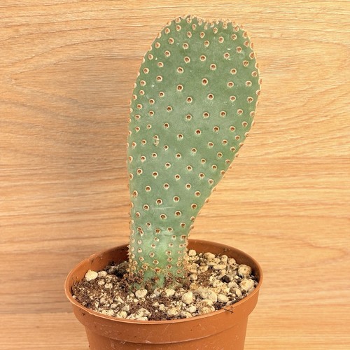 Opuntia basilaris pot cm - basilaris,, 10