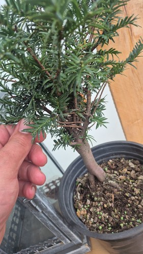 Bonsaï plante vivante pot - en,