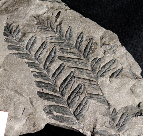 Beau plante fossile fougère - beau,