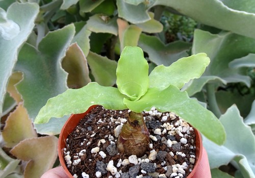 Ledebouria concolor cactus - ledebouria,