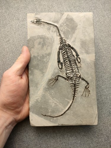 Reptile marin squelette - reptile,