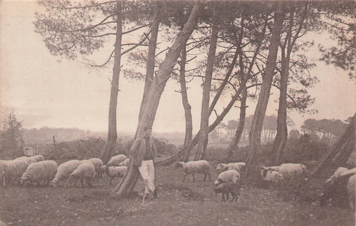 Les landes pittoresques - 40,