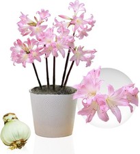 Bulbes d'amaryllis -