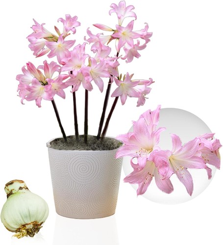 Bulbes amaryllis - bulbes, d'amaryllis