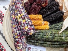 Corn Mix - Maïs Mélange -