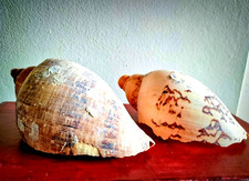 2 LARGE Natural Shells for Table, Aquarium and Terrarium Decoration#2