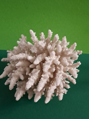 Joli corail blanc - joli,
