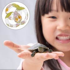  3 Pcs Piscine Pour Tortue